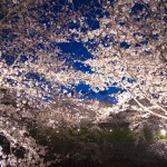 「夜桜」が有名な関東のスポット3選